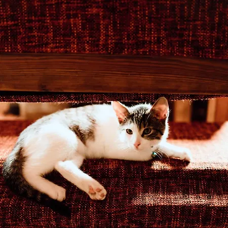 Na Uboczu Gryfów Śląski