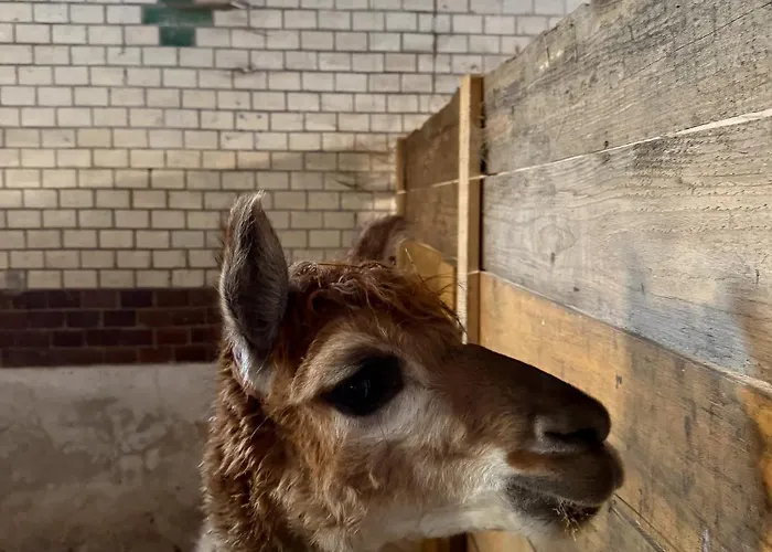 Na Uboczu Farmház Gryfów Śląski